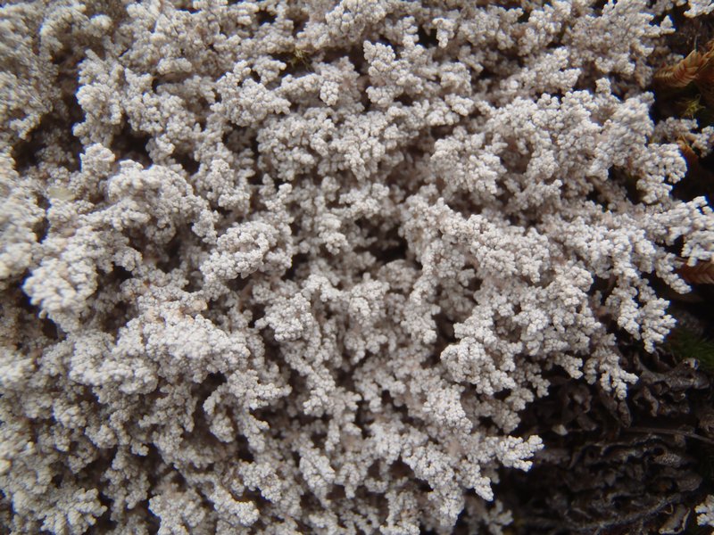Stereocaulon alpinum