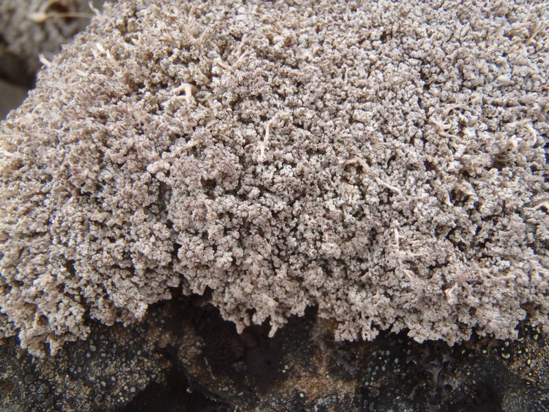 Stereocaulon alpinum