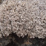 Stereocaulon alpinum