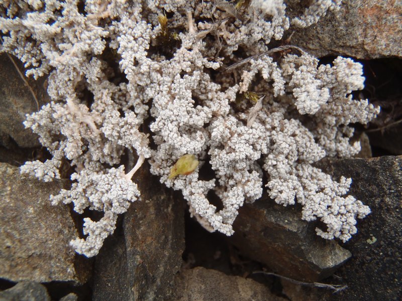 Stereocaulon alpinum