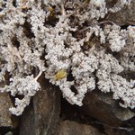 Stereocaulon alpinum