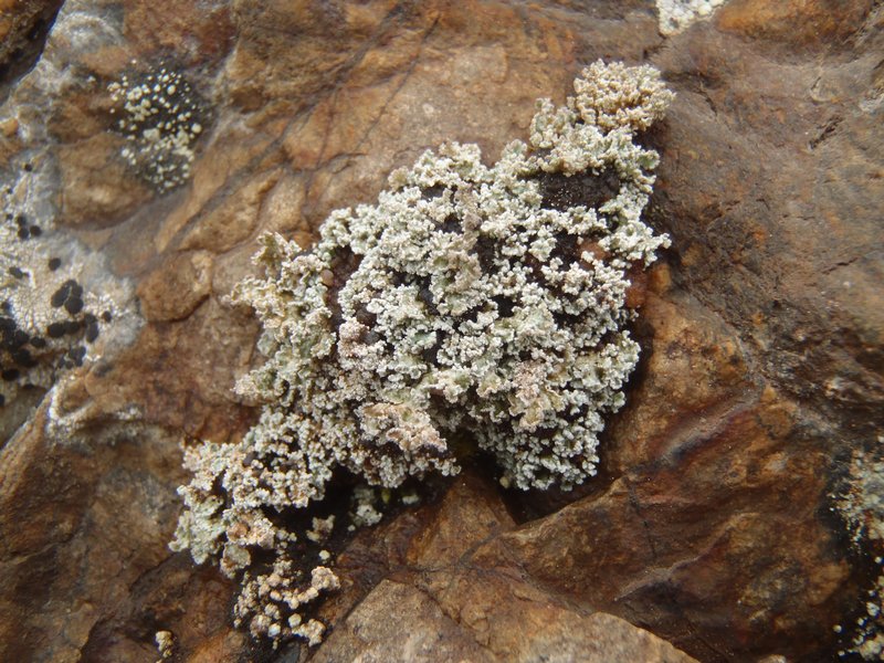 Stereocaulon apocalypticum