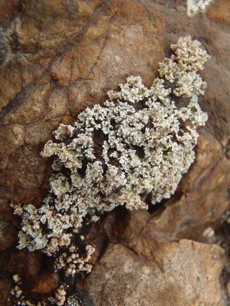 Stereocaulon apocalypticum