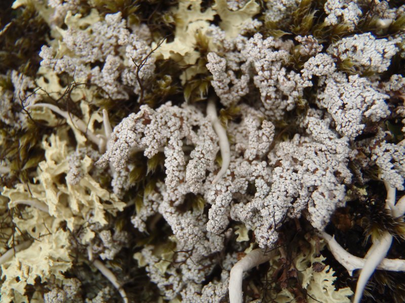 Stereocaulon arcticum