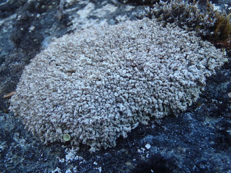 Stereocaulon arenarium