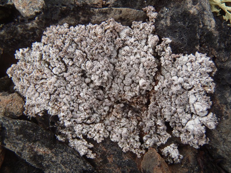 Stereocaulon arenarium