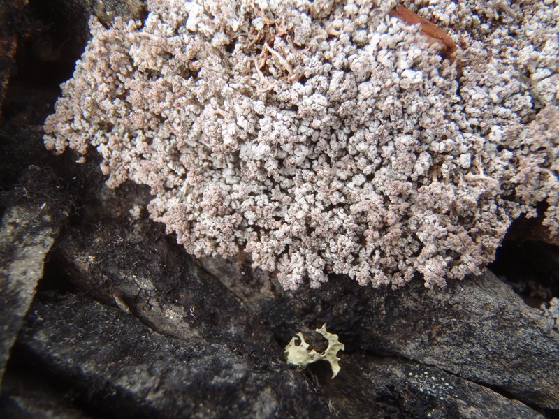 Stereocaulon arenarium