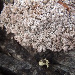 Stereocaulon arenarium