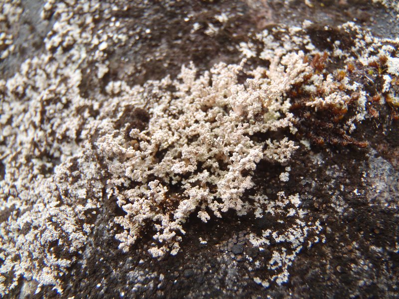 Stereocaulon botryosum