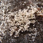 Stereocaulon botryosum