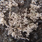 Stereocaulon botryosum