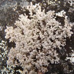 Stereocaulon botryosum