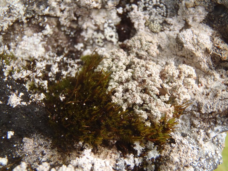 Stereocaulon botryosum