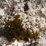 Stereocaulon botryosum