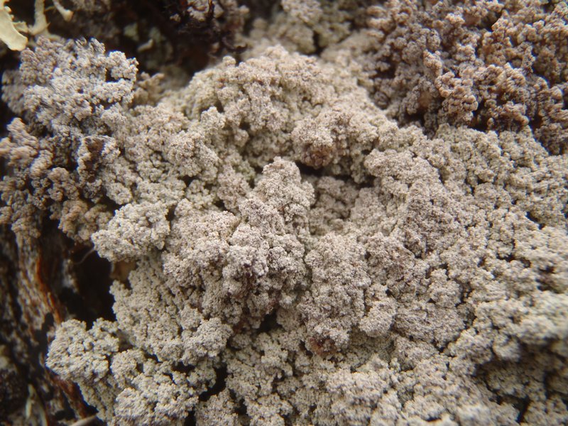 Stereocaulon botryosum