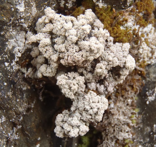 Stereocaulon botryosum