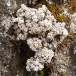 Stereocaulon botryosum