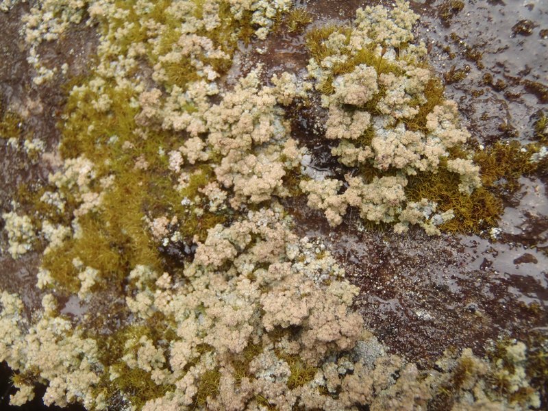 Stereocaulon capitellatum
