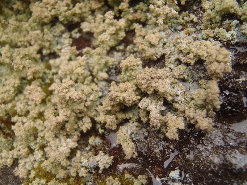 Stereocaulon capitellatum