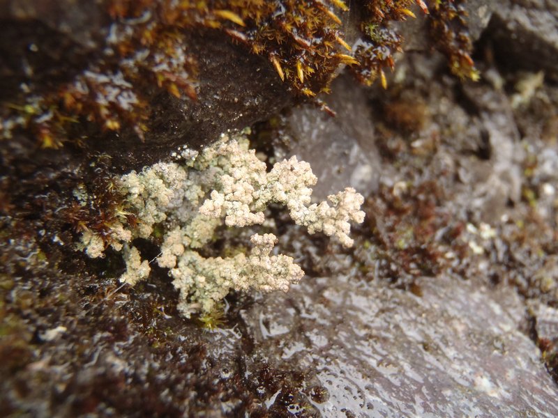 Stereocaulon capitellatum