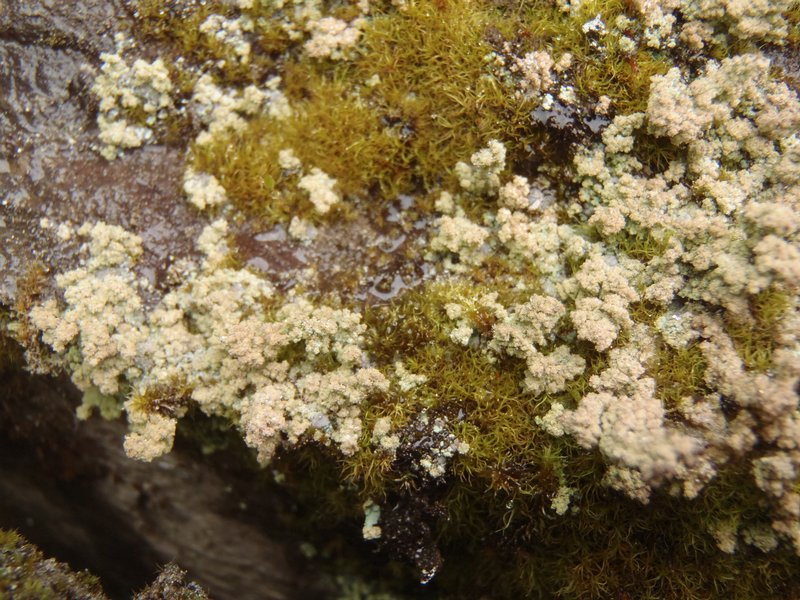 Stereocaulon capitellatum