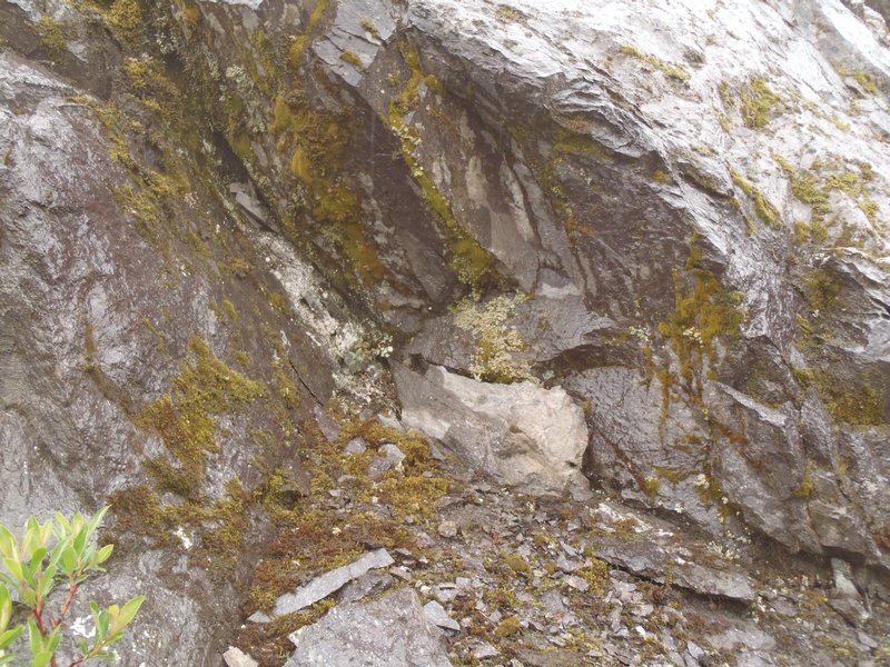 Stereocaulon capitellatum