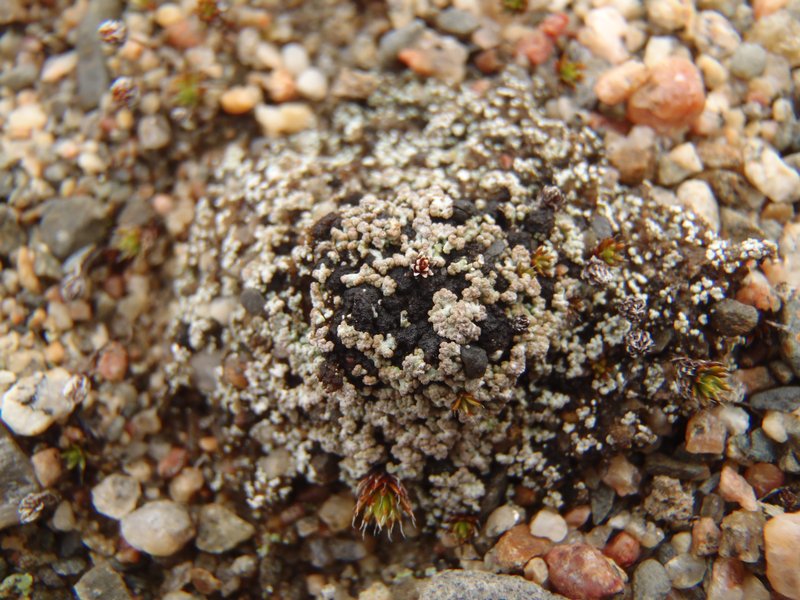 Stereocaulon condensatum