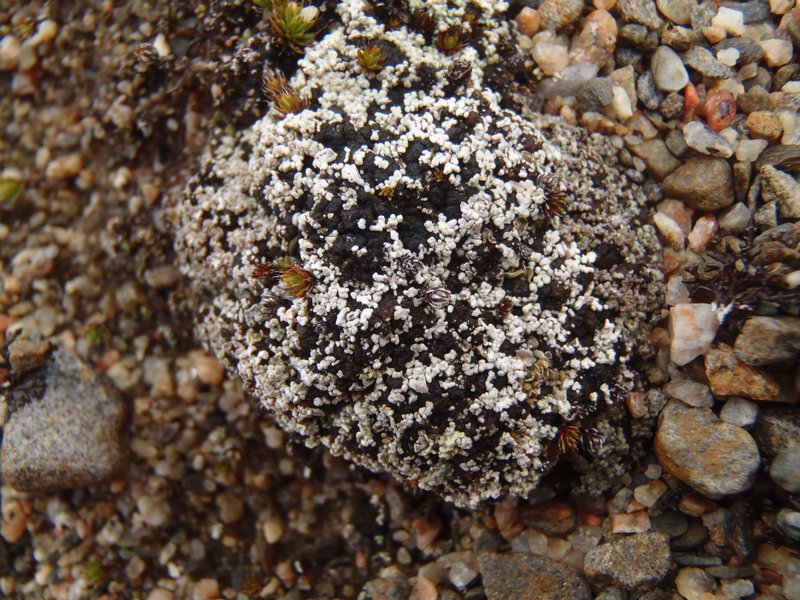Stereocaulon condensatum