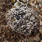 Stereocaulon condensatum