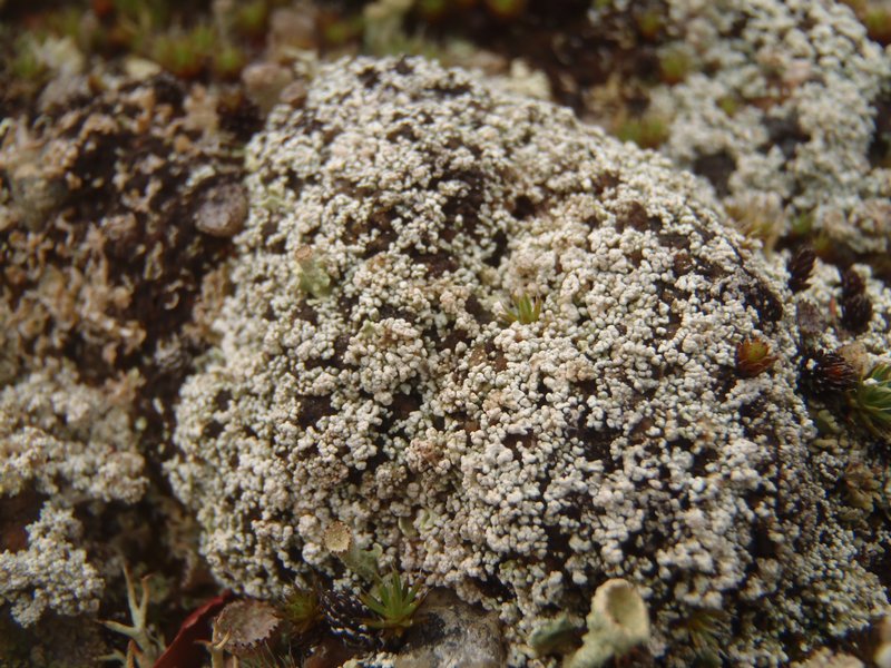 Stereocaulon condensatum