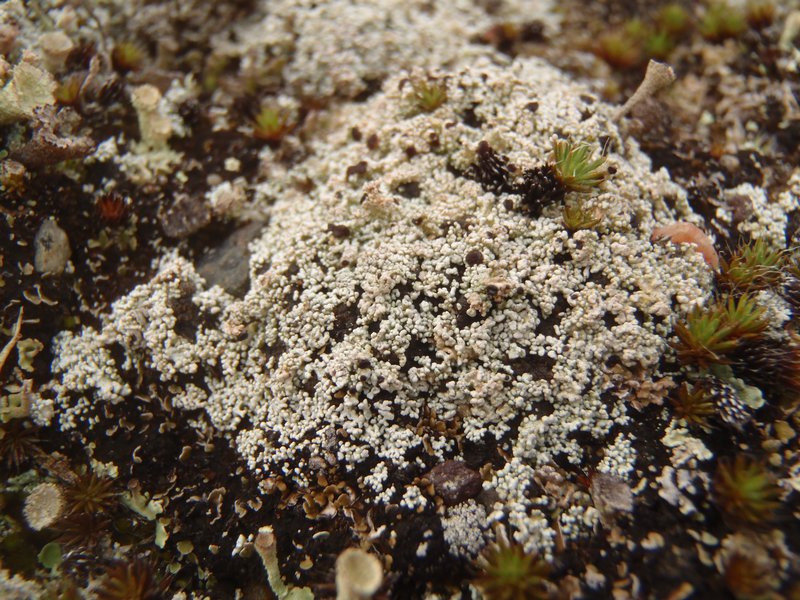 Stereocaulon condensatum