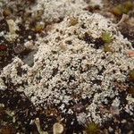 Stereocaulon condensatum