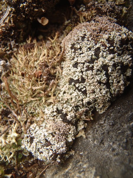 Stereocaulon condensatum