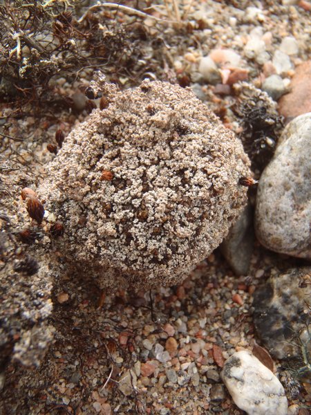 Stereocaulon condensatum