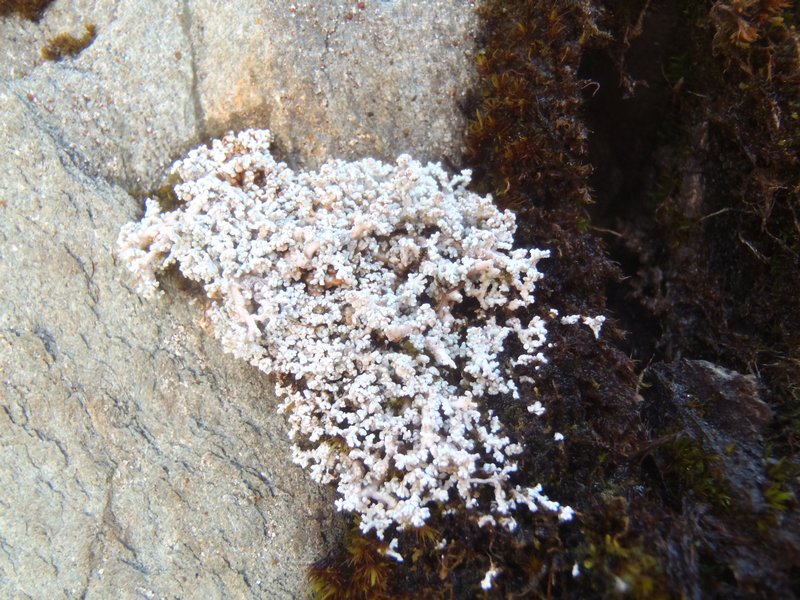 Stereocaulon dactylophyllum