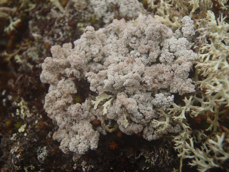 Stereocaulon glareosum