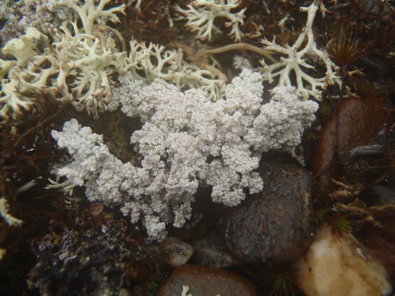 Stereocaulon glareosum