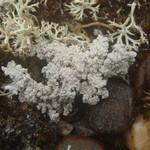 Stereocaulon glareosum