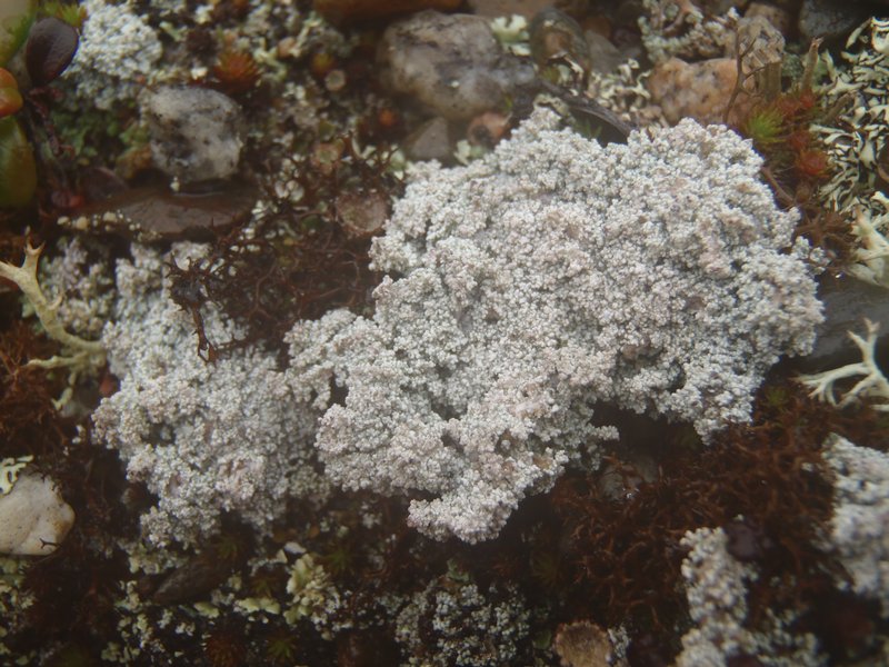 Stereocaulon glareosum