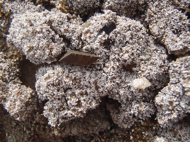 Stereocaulon glareosum