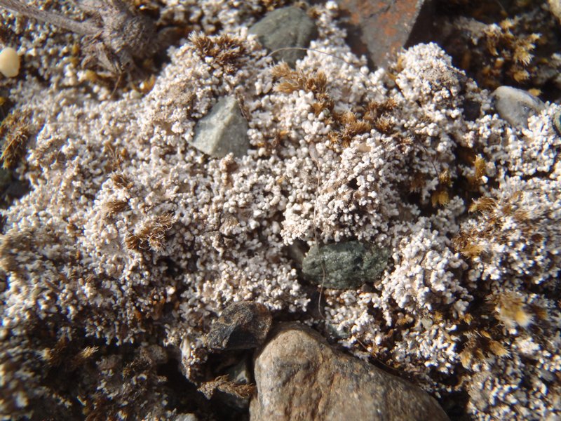 Stereocaulon glareosum