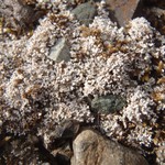 Stereocaulon glareosum