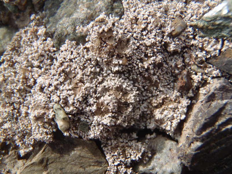 Stereocaulon glareosum