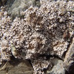 Stereocaulon glareosum