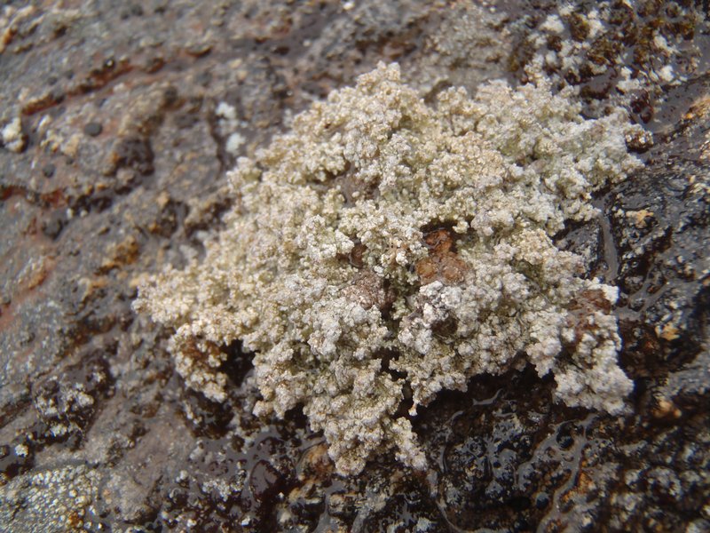Stereocaulon grande