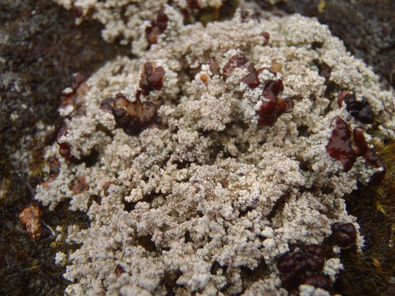 Stereocaulon grande