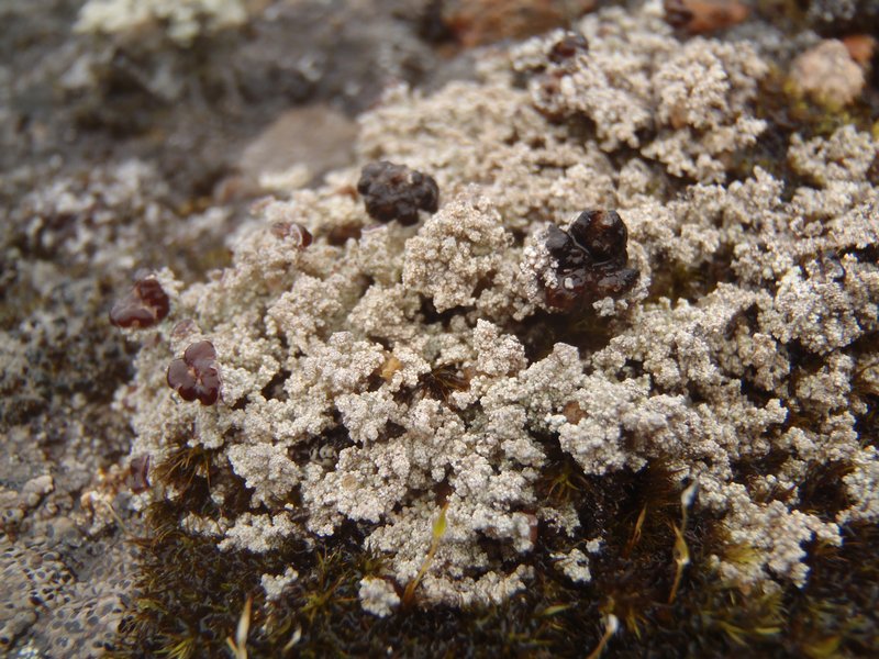 Stereocaulon grande