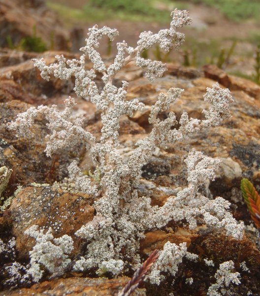 Stereocaulon myriocarpum