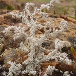 Stereocaulon myriocarpum