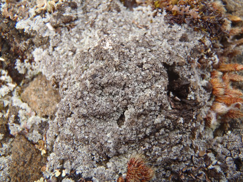 Stereocaulon nivale